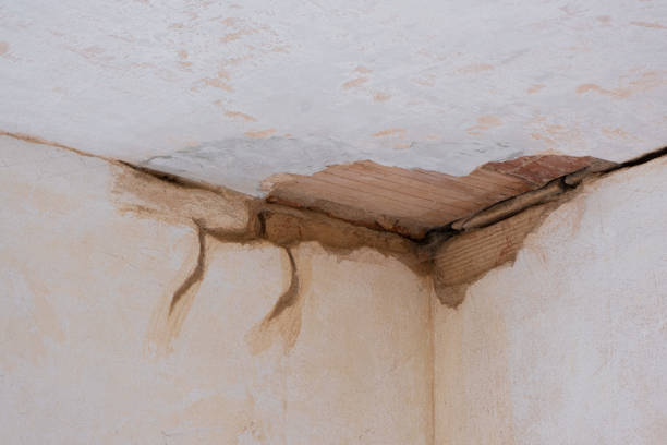Best Mold removal after water damage  in Bigfoot, TX